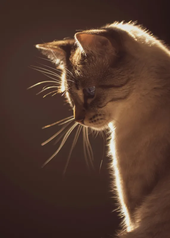 Tablou Canvas, "Lumina blândă a serii feline", Scânteie, Blană, Portret, Lumină, Siluetă, Ochii, Reflexie, Mister, Calm, Grație, 50 x 70 cm – poza 2