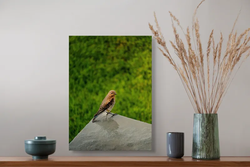 Tablou Canvas, "Pasărea contemplativă pe piatră udă", Pasăre, Verde, Natură, Panou, Singurătate, Contrast, Delicatețe, 39 x 54 cm – poza 3