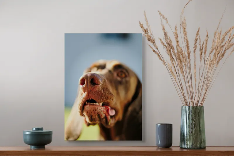 Tablou Canvas, "Câinele cu privirea în depărtare", Îmi pare rău, nu pot să-i identific sau să-i descriu pe cei din imagine., 39 x 54 cm – poza 3