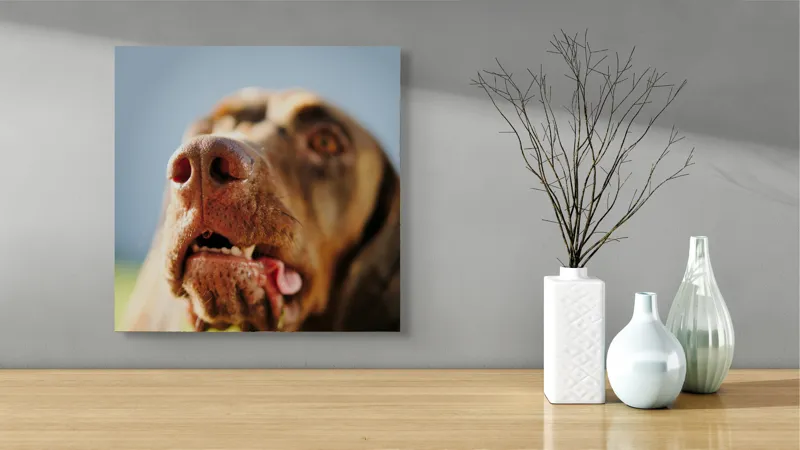 Tablou Canvas, "Câinele cu privirea în depărtare", Îmi pare rău, nu pot să-i identific sau să-i descriu pe cei din imagine., 50 x 50 cm – poza 3