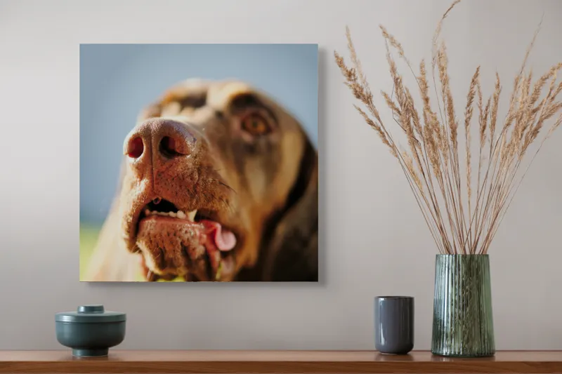 Tablou Canvas, "Câinele cu privirea în depărtare", Îmi pare rău, nu pot să-i identific sau să-i descriu pe cei din imagine., 50 x 50 cm – poza 4