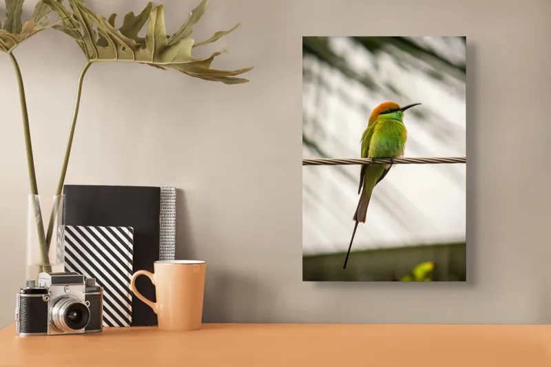 Tablou Canvas, "Pasărea culorilor tropicale odihnindu-se", Pene, Verde, Portocaliu, Fragil, Sârmă, Ochi, Vedere, Aripi, Contrast, Linia, Natură, 26 x 39 cm – poza 3
