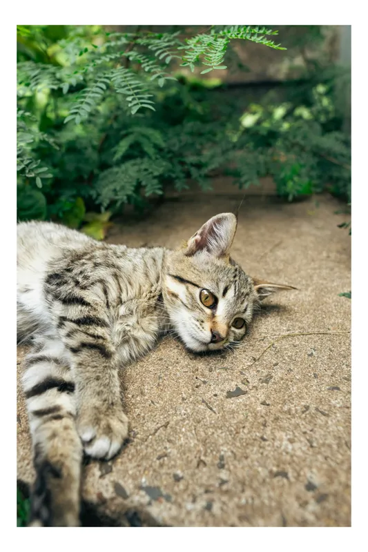 Tablou Canvas, "Timp de odihnă pentru pisică", Pisică, Relaxată, Blană, Verdeață, Pardoseală, Ochișori, Urechi, Ștrengărie, Ghemuită, Odihnă, 100 x 100 cm