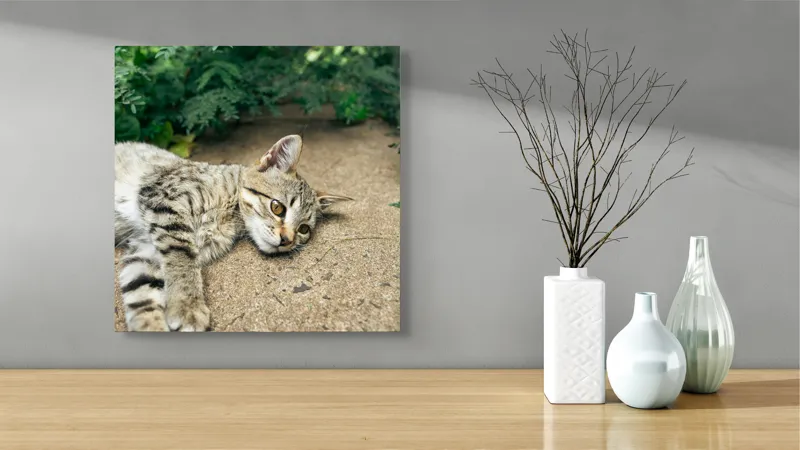 Tablou Canvas, "Timp de odihnă pentru pisică", Pisică, Relaxată, Blană, Verdeață, Pardoseală, Ochișori, Urechi, Ștrengărie, Ghemuită, Odihnă, 50 x 50 cm – poza 3