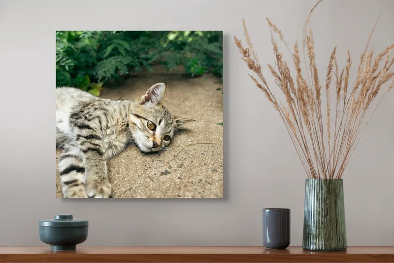 Tablou Canvas, "Timp de odihnă pentru pisică", Pisică, Relaxată, Blană, Verdeață, Pardoseală, Ochișori, Urechi, Ștrengărie, Ghemuită, Odihnă, 50 x 50 cm – poza 4