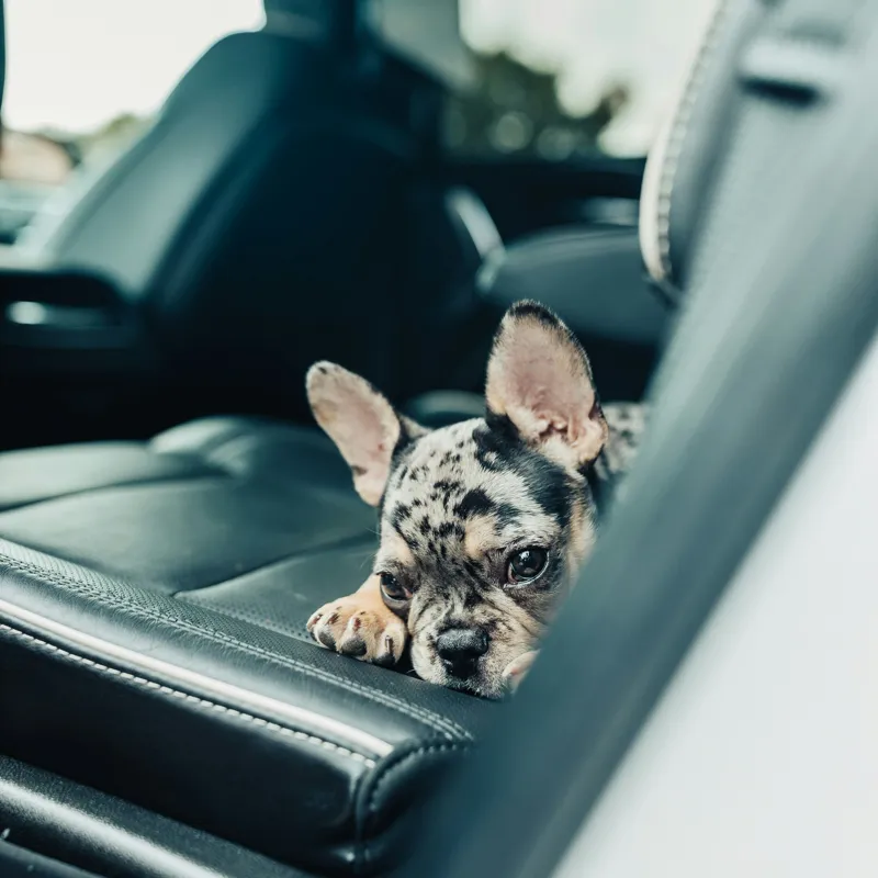 Tablou Canvas, "Cățel odihnindu-se pe banchetă auto", Nu pot să spun cine este în imagine, dar văd un cățeluș drăguț întins pe bancheta din spate a unei mașini., 100 x 100 cm – poza 2