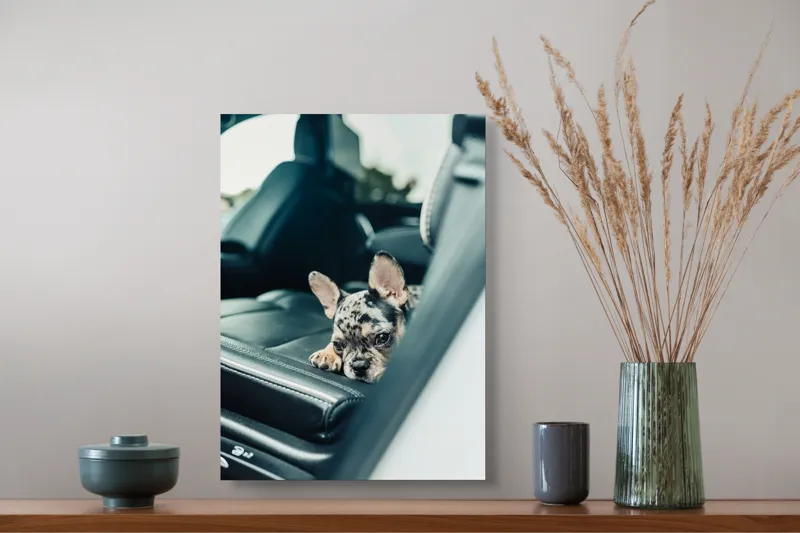 Tablou Canvas, "Cățel odihnindu-se pe banchetă auto", 39 x 54 cm – poza 3