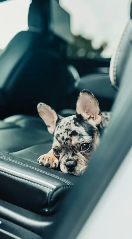 Tablou Canvas, "Cățel odihnindu-se pe banchetă auto", Nu pot să spun cine este în imagine, dar văd un cățeluș drăguț întins pe bancheta din spate a unei mașini., 50 x 90 cm – poza 2