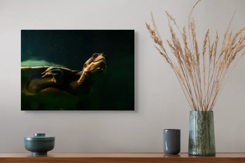 Tablou Canvas, "Broasca țestoasă în profunzimea apei", Tortură, Acvatic, Întuneric, Privire, Solitară, 54 x 39 cm – poza 4