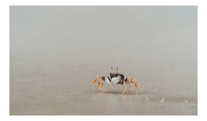 Tablou Canvas, "Mic explorator pe nisipul umed", Crab, Sand, Beach, Calm, Solitude, Reflection, Minimalism, Nature, Tranquility, Softness, 90 x 50 cm