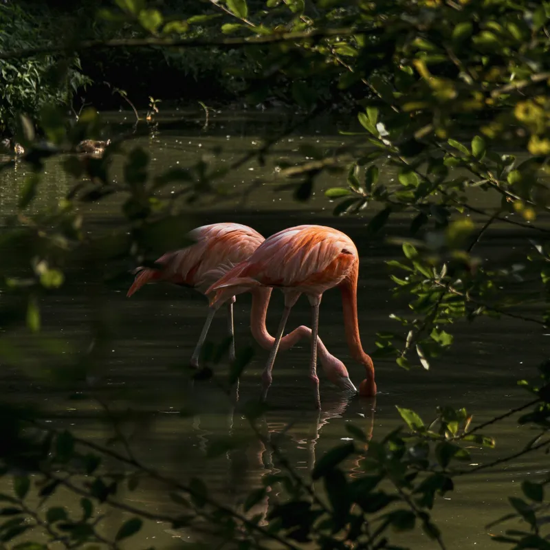 Tablou Canvas, "Flamingo roz în lumina dimineții", Flamingo, Reflecție, Apă, Frunze, Culoare, Natură, Lumină, Serenitate, 100 x 100 cm – poza 2