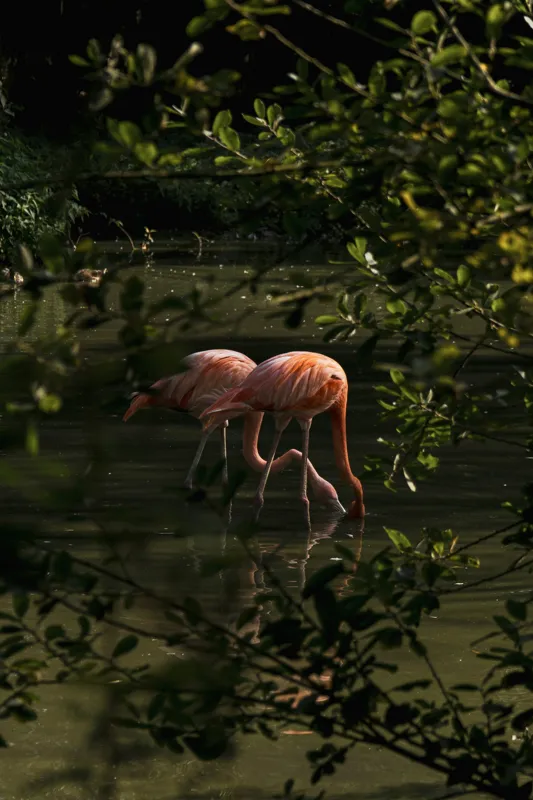 Tablou Canvas, "Flamingo roz în lumina dimineții", Flamingo, Reflecție, Apă, Frunze, Culoare, Natură, Lumină, Serenitate, 26 x 39 cm – poza 2