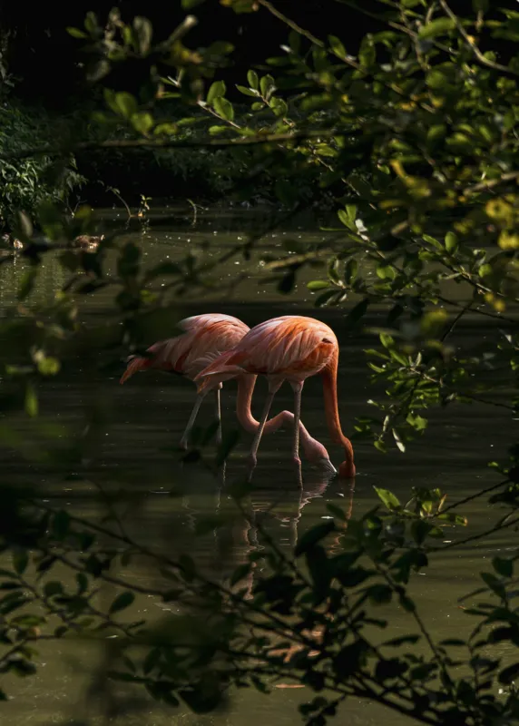 Tablou Canvas, "Flamingo roz în lumina dimineții", Flamingo, Reflecție, Apă, Frunze, Culoare, Natură, Lumină, Serenitate, 50 x 70 cm – poza 2
