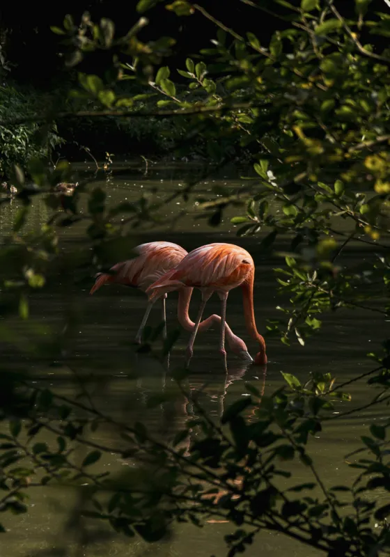 Tablou Canvas, "Flamingo roz în lumina dimineții", Flamingo, Reflecție, Apă, Frunze, Culoare, Natură, Lumină, Serenitate, 70 x 100 cm – poza 2