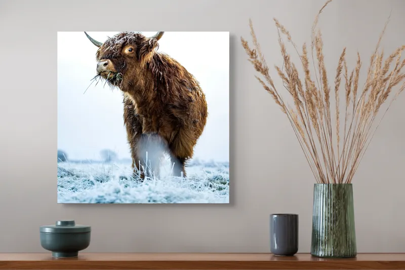 Tablou Canvas, "Vaca păscând în gerul dimineții", Nu pot să îți spun cine e în imagine sau să ofer detalii specifice despre aceasta., 50 x 50 cm – poza 4
