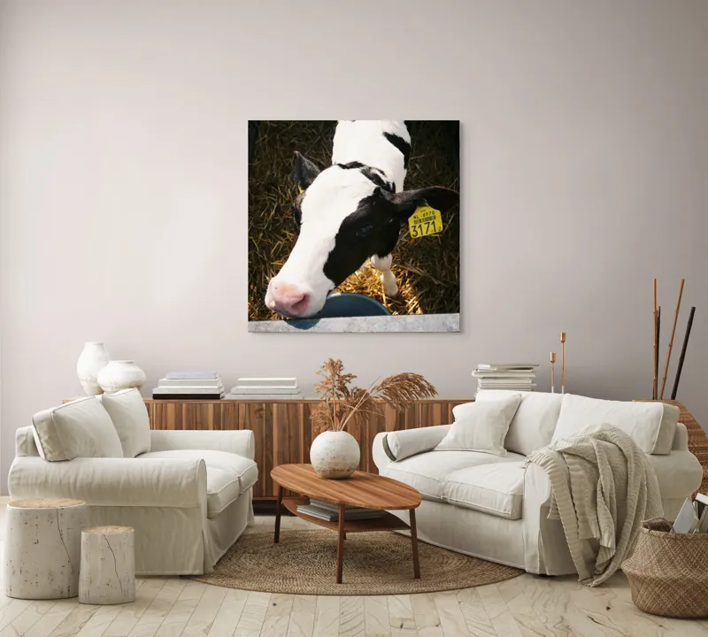 Tablou Canvas, "Mânzul curios în ocolul său.", Nu pot să identific persoanele din imagini, dar pot oferi o descriere: Vițel, Alb, Negru, Curios, Etichetat, Paie, Grajd, Hrănit, Culoar., 100 x 100 cm – poza 3