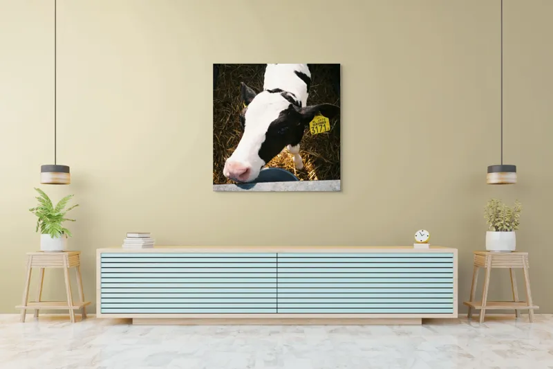 Tablou Canvas, "Mânzul curios în ocolul său.", Nu pot să identific persoanele din imagini, dar pot oferi o descriere: Vițel, Alb, Negru, Curios, Etichetat, Paie, Grajd, Hrănit, Culoar., 100 x 100 cm – poza 5