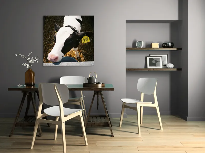 Tablou Canvas, "Mânzul curios în ocolul său.", Nu pot să identific persoanele din imagini, dar pot oferi o descriere: Vițel, Alb, Negru, Curios, Etichetat, Paie, Grajd, Hrănit, Culoar., 100 x 100 cm – poza 6