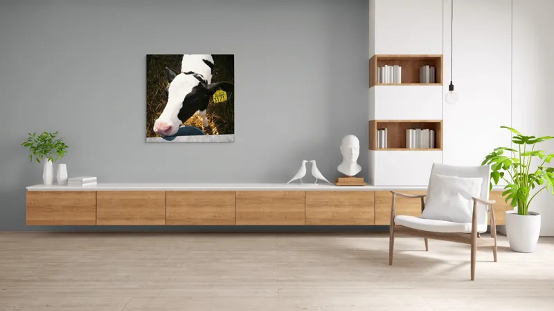 Tablou Canvas, "Mânzul curios în ocolul său.", Nu pot să identific persoanele din imagini, dar pot oferi o descriere: Vițel, Alb, Negru, Curios, Etichetat, Paie, Grajd, Hrănit, Culoar., 100 x 100 cm – poza 8