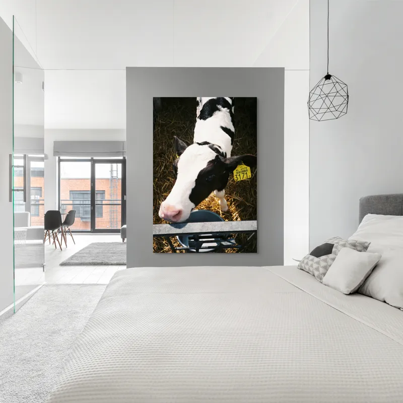 Tablou Canvas, "Mânzul curios în ocolul său.", Nu pot să identific persoanele din imagini, dar pot oferi o descriere: Vițel, Alb, Negru, Curios, Etichetat, Paie, Grajd, Hrănit, Culoar., 100 x 150 cm – poza 5