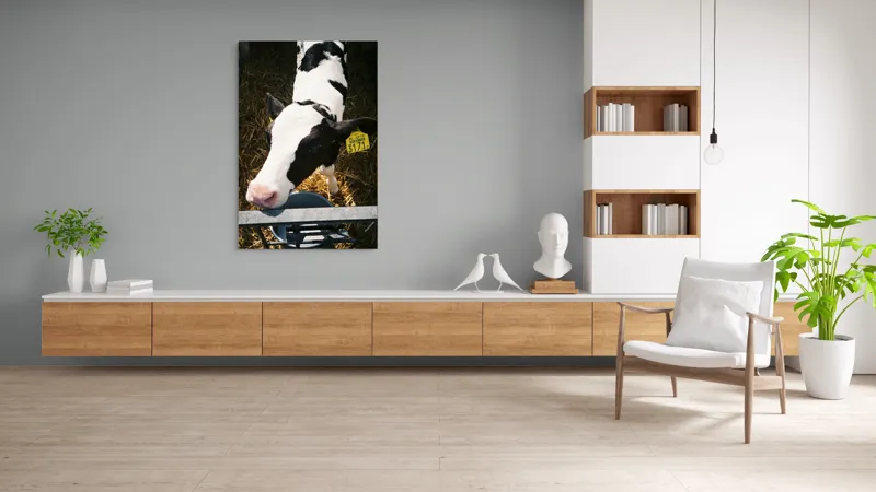 Tablou Canvas, "Mânzul curios în ocolul său.", Nu pot să identific persoanele din imagini, dar pot oferi o descriere: Vițel, Alb, Negru, Curios, Etichetat, Paie, Grajd, Hrănit, Culoar., 100 x 150 cm – poza 8