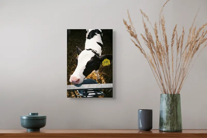 Tablou Canvas, "Mânzul curios în ocolul său.", 26 x 39 cm – poza 5