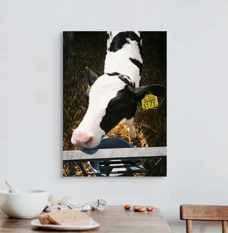 Tablou Canvas, "Mânzul curios în ocolul său.", Nu pot să identific persoanele din imagini, dar pot oferi o descriere: Vițel, Alb, Negru, Curios, Etichetat, Paie, Grajd, Hrănit, Culoar., 50 x 70 cm – poza 3