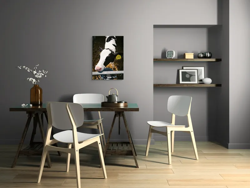 Tablou Canvas, "Mânzul curios în ocolul său.", Nu pot să identific persoanele din imagini, dar pot oferi o descriere: Vițel, Alb, Negru, Curios, Etichetat, Paie, Grajd, Hrănit, Culoar., 50 x 70 cm – poza 5