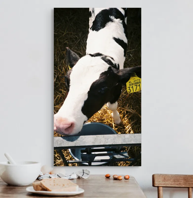 Tablou Canvas, "Mânzul curios în ocolul său.", Nu pot să identific persoanele din imagini, dar pot oferi o descriere: Vițel, Alb, Negru, Curios, Etichetat, Paie, Grajd, Hrănit, Culoar., 50 x 90 cm – poza 3