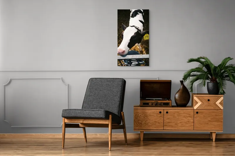 Tablou Canvas, "Mânzul curios în ocolul său.", Nu pot să identific persoanele din imagini, dar pot oferi o descriere: Vițel, Alb, Negru, Curios, Etichetat, Paie, Grajd, Hrănit, Culoar., 50 x 90 cm – poza 8