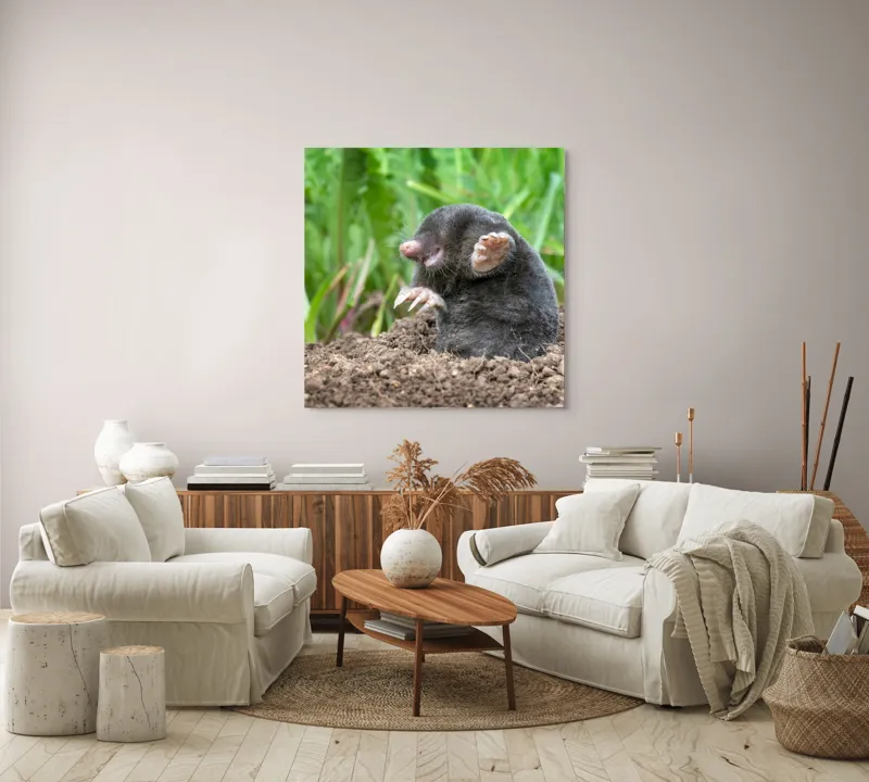 Tablou Canvas, "Cârtița veselă în grădină verde", Mole, Soil, Claws, Grass, Nature, Burrow, 100 x 100 cm – poza 3