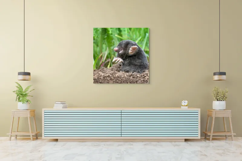 Tablou Canvas, "Cârtița veselă în grădină verde", Mole, Soil, Claws, Grass, Nature, Burrow, 100 x 100 cm – poza 5