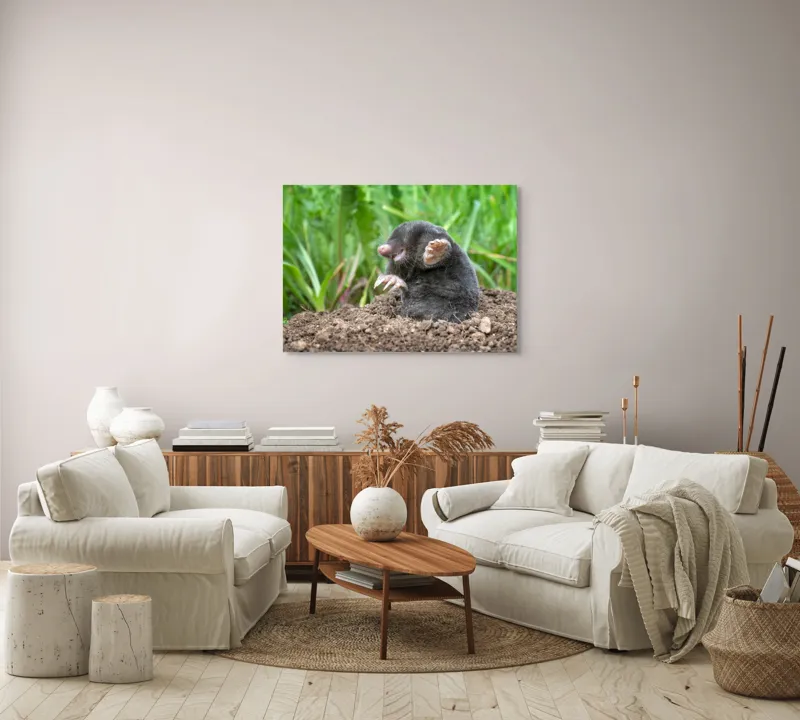 Tablou Canvas, "Cârtița veselă în grădină verde", Mole, Soil, Claws, Grass, Nature, Burrow, 100 x 70 cm – poza 3