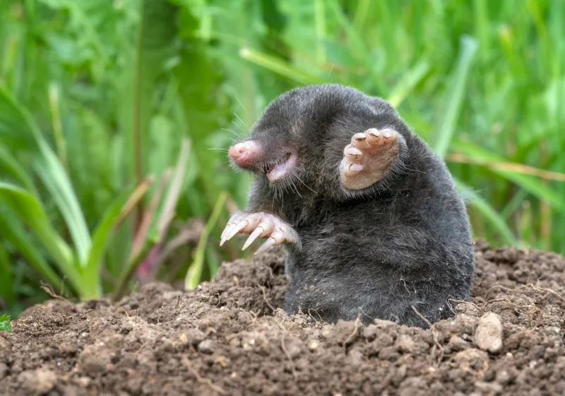 Tablou Canvas, "Cârtița veselă în grădină verde", Mole, Soil, Claws, Grass, Nature, Burrow, 100 x 70 cm – poza 2