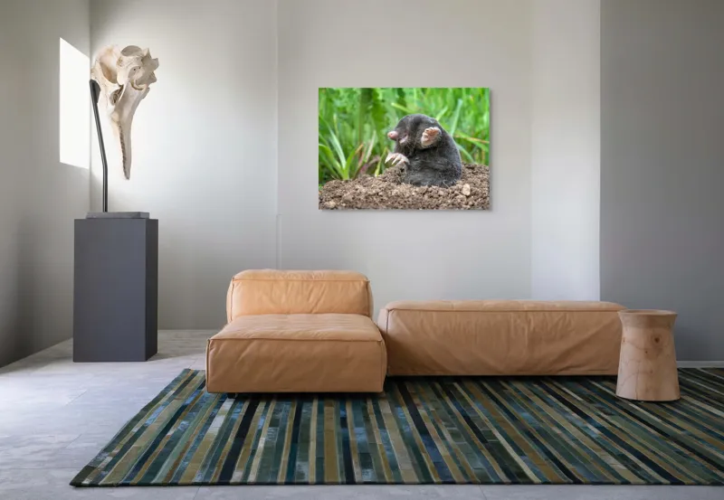 Tablou Canvas, "Cârtița veselă în grădină verde", Mole, Soil, Claws, Grass, Nature, Burrow, 100 x 70 cm – poza 7