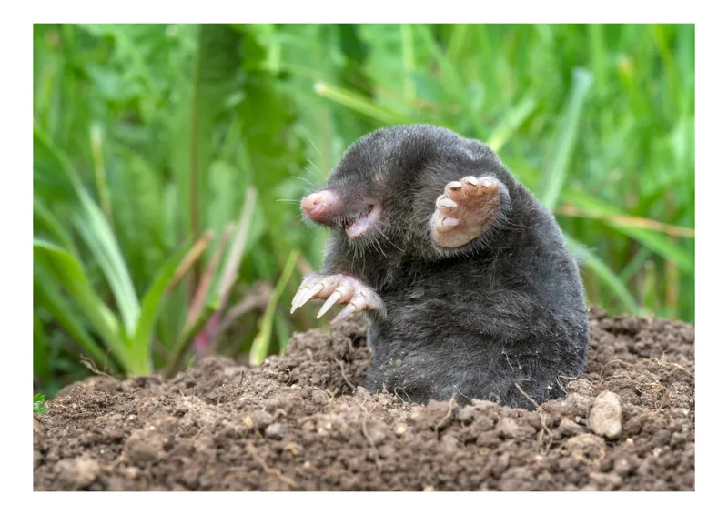 Tablou Canvas, "Cârtița veselă în grădină verde", Mole, Soil, Claws, Grass, Nature, Burrow, 150 x 100 cm