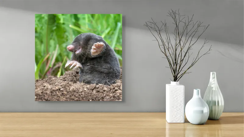 Tablou Canvas, "Cârtița veselă în grădină verde", Mole, Soil, Claws, Grass, Nature, Burrow, 50 x 50 cm – poza 3