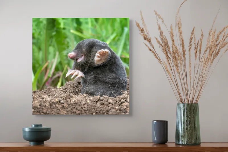Tablou Canvas, "Cârtița veselă în grădină verde", Mole, Soil, Claws, Grass, Nature, Burrow, 50 x 50 cm – poza 4