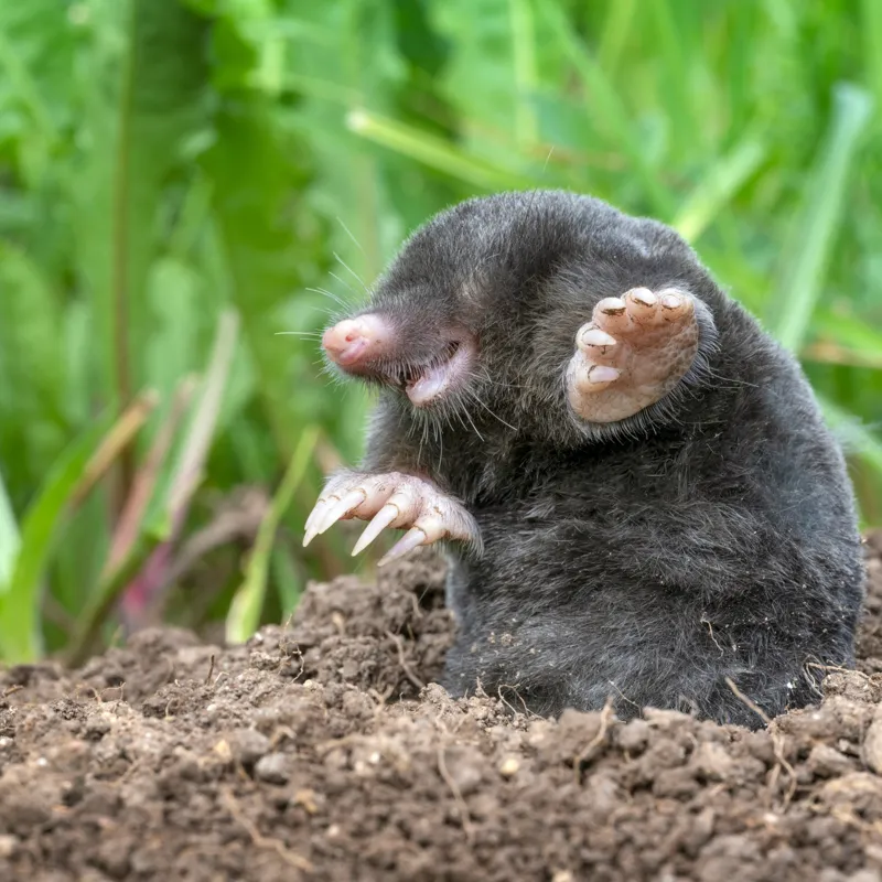 Tablou Canvas, "Cârtița veselă în grădină verde", Mole, Soil, Claws, Grass, Nature, Burrow, 50 x 50 cm – poza 2