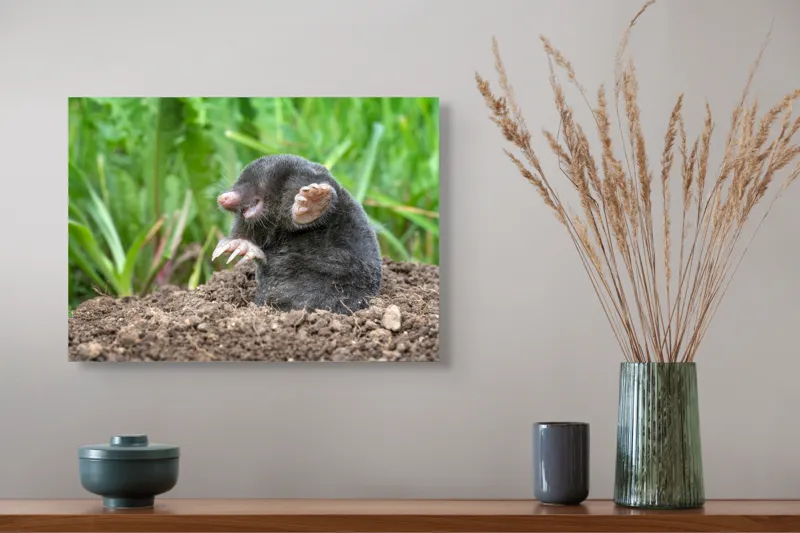 Tablou Canvas, "Cârtița veselă în grădină verde", Mole, Soil, Claws, Grass, Nature, Burrow, 54 x 39 cm – poza 4