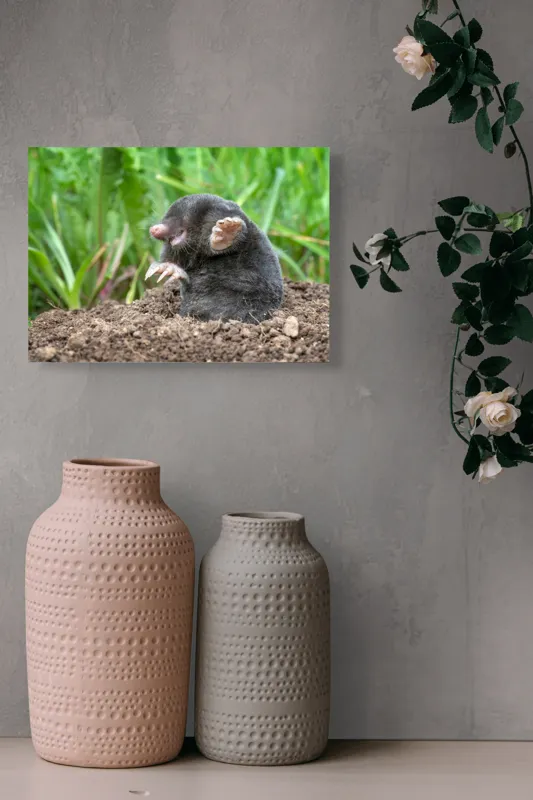 Tablou Canvas, "Cârtița veselă în grădină verde", Mole, Soil, Claws, Grass, Nature, Burrow, 54 x 39 cm – poza 8