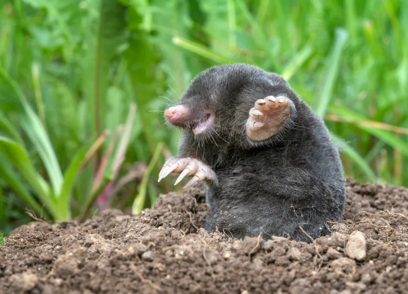 Tablou Canvas, "Cârtița veselă în grădină verde", Mole, Soil, Claws, Grass, Nature, Burrow, 54 x 39 cm – poza 2