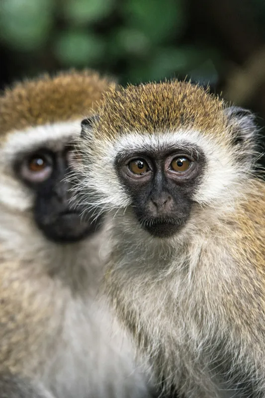 Tablou Canvas, "Două maimuțe printre copaci verzi", Primate, Blană, Privire, Curiozitate, Natură, Expresie, Părțile, Față, Ochii, Verde, Focalizare, Surprindere, Păr Pufoș, Vedere, Contrast., 100 x 150 cm – poza 2