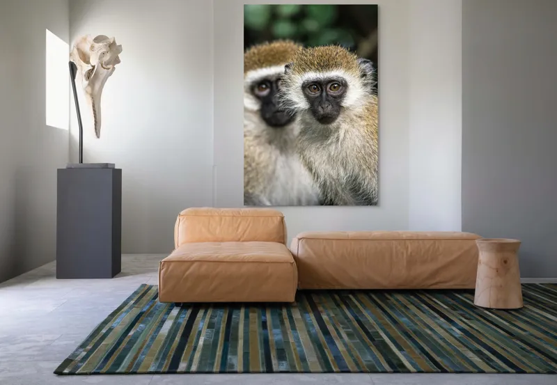 Tablou Canvas, "Două maimuțe printre copaci verzi", Primate, Blană, Privire, Curiozitate, Natură, Expresie, Părțile, Față, Ochii, Verde, Focalizare, Surprindere, Păr Pufoș, Vedere, Contrast., 100 x 150 cm – poza 7