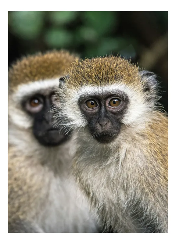 Tablou Canvas, "Două maimuțe printre copaci verzi", Primate, Blană, Privire, Curiozitate, Natură, Expresie, Părțile, Față, Ochii, Verde, Focalizare, Surprindere, Păr Pufoș, Vedere, Contrast., 26 x 39 cm