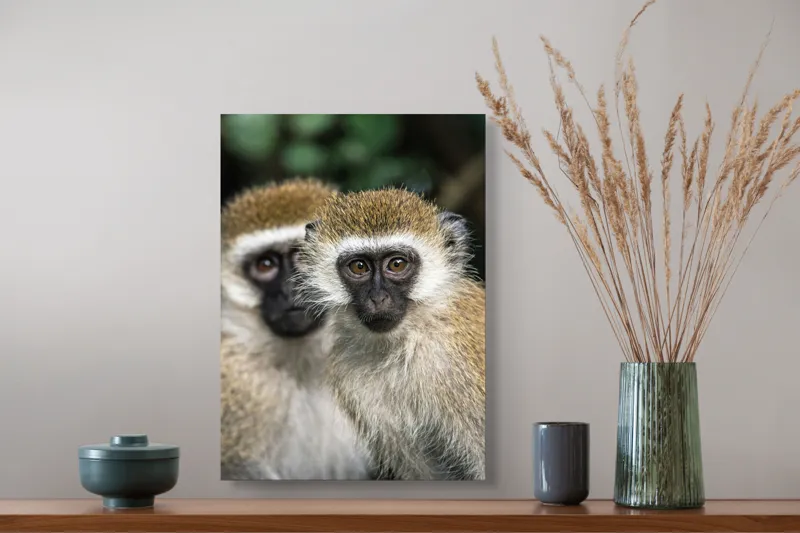 Tablou Canvas, "Două maimuțe printre copaci verzi", Primate, Blană, Privire, Curiozitate, Natură, Expresie, Părțile, Față, Ochii, Verde, Focalizare, Surprindere, Păr Pufoș, Vedere, Contrast., 39 x 54 cm – poza 3