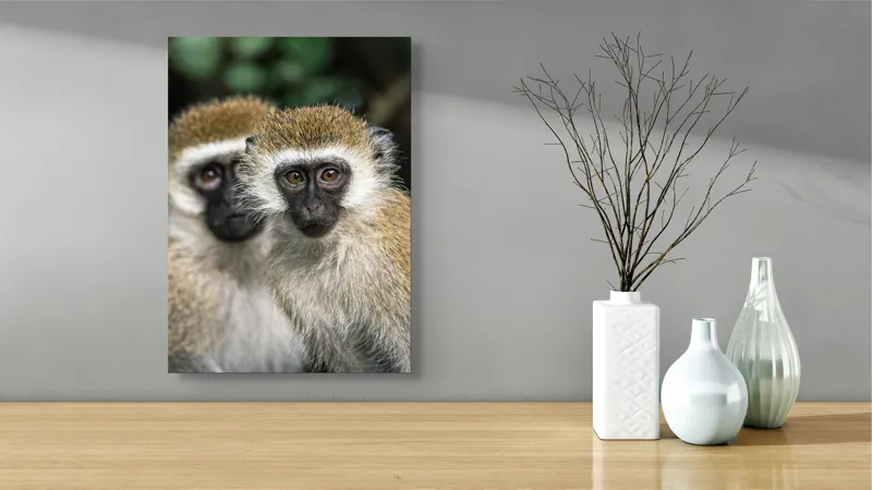 Tablou Canvas, "Două maimuțe printre copaci verzi", Primate, Blană, Privire, Curiozitate, Natură, Expresie, Părțile, Față, Ochii, Verde, Focalizare, Surprindere, Păr Pufoș, Vedere, Contrast., 39 x 54 cm – poza 4