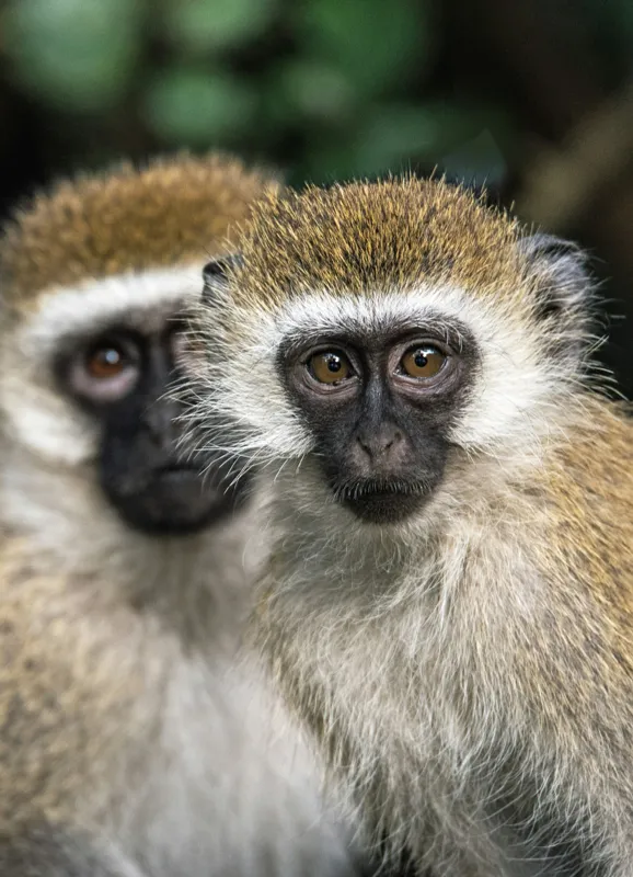 Tablou Canvas, "Două maimuțe printre copaci verzi", Primate, Blană, Privire, Curiozitate, Natură, Expresie, Părțile, Față, Ochii, Verde, Focalizare, Surprindere, Păr Pufoș, Vedere, Contrast., 39 x 54 cm – poza 2