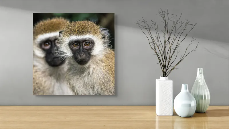 Tablou Canvas, "Două maimuțe printre copaci verzi", Primate, Blană, Privire, Curiozitate, Natură, Expresie, Părțile, Față, Ochii, Verde, Focalizare, Surprindere, Păr Pufoș, Vedere, Contrast., 50 x 50 cm – poza 3