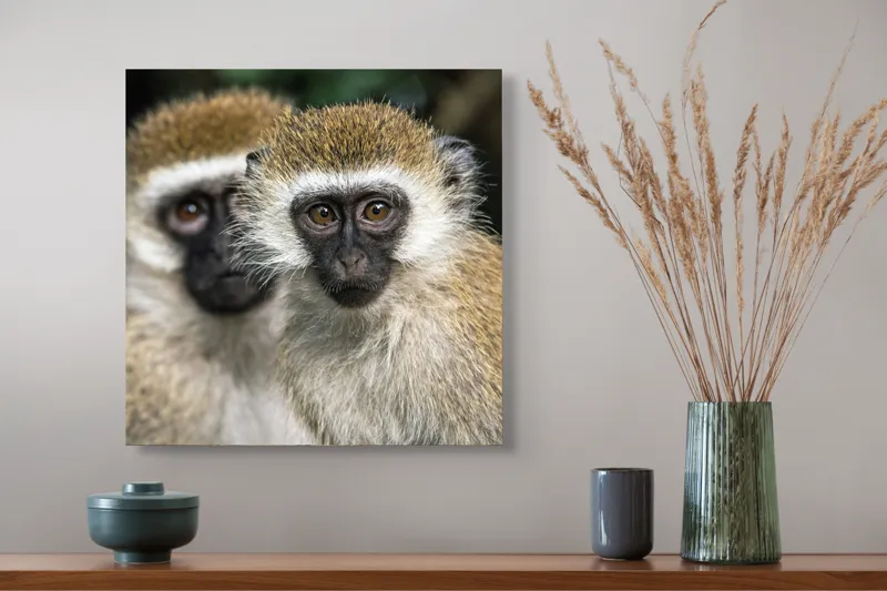 Tablou Canvas, "Două maimuțe printre copaci verzi", Primate, Blană, Privire, Curiozitate, Natură, Expresie, Părțile, Față, Ochii, Verde, Focalizare, Surprindere, Păr Pufoș, Vedere, Contrast., 50 x 50 cm – poza 4